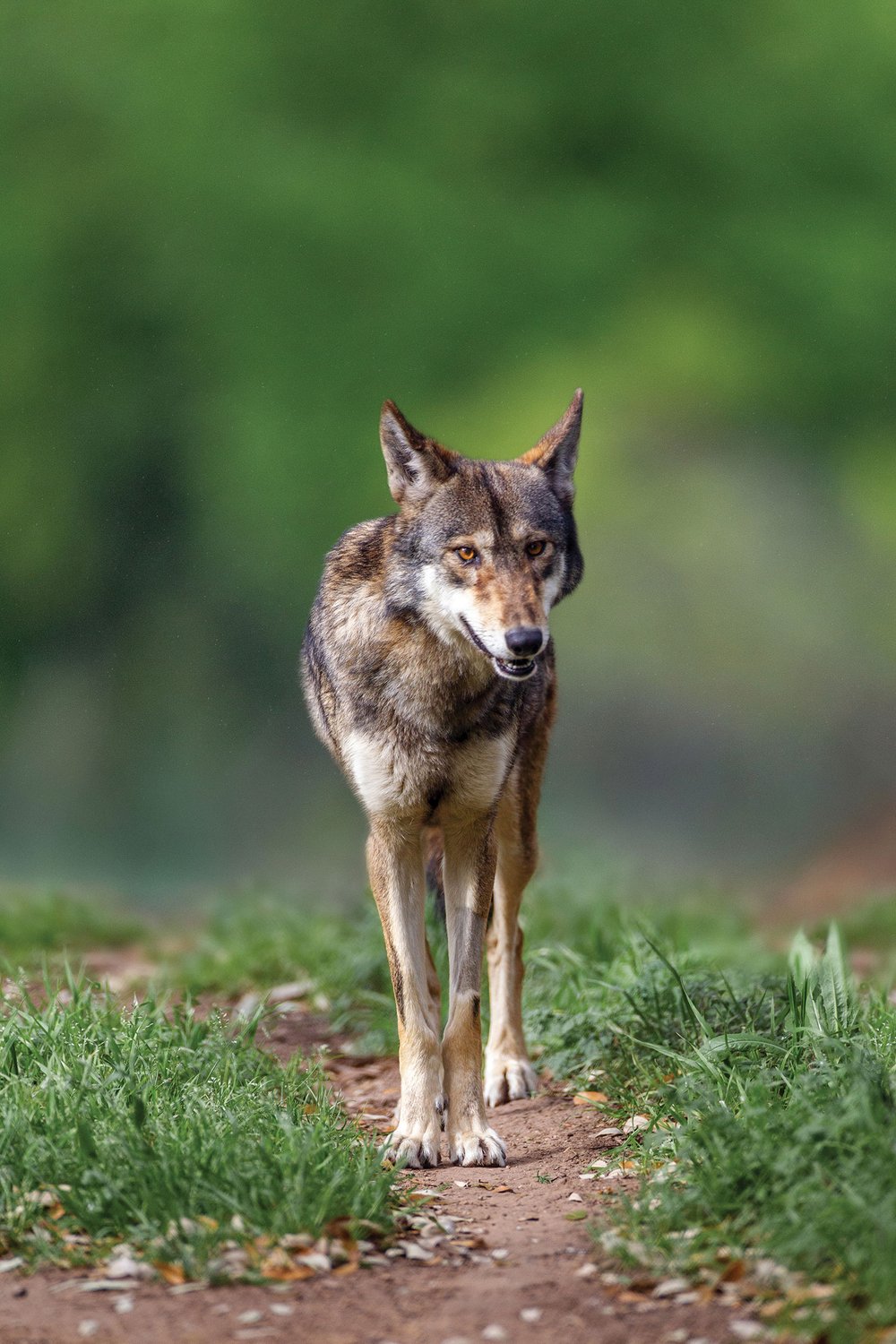red wolf walking down a worn grassy path