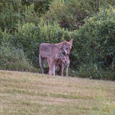 An adult and young red wolf hybrid standing at the edge of the wood line