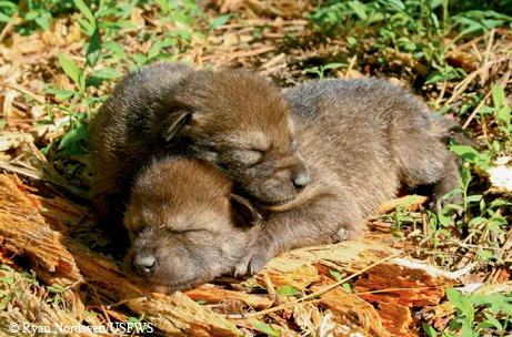 2 red wolf pups sleeping on a log.