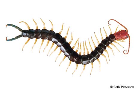 Illustration of a giant redheaded centipede