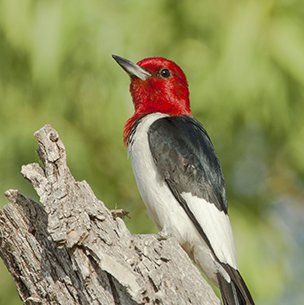 red-headed woodpecker on a dead branch in the Northeast Corner at Arkansas