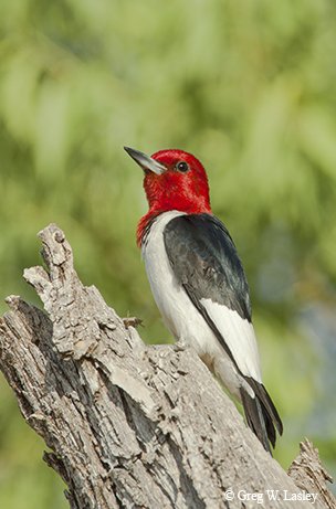 red-headed woodpecker on a dead branch in the Northeast Corner at Arkansas