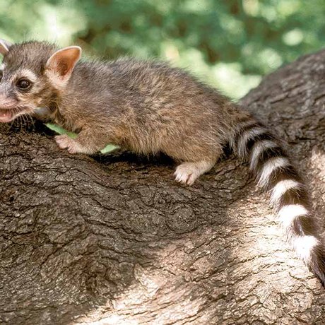 ringtail-ricochet
