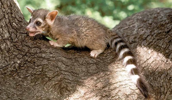 ringtail-ricochet