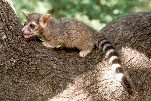 ringtail-ricochet