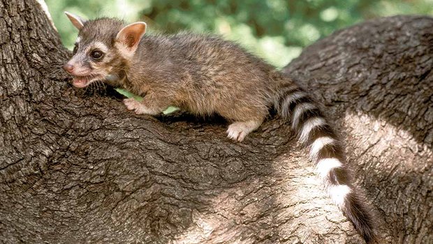 ringtail-ricochet