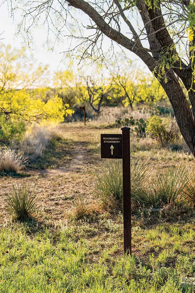 roadrunner-trail