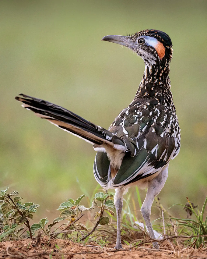 roadrunner walking in its natural habitat
