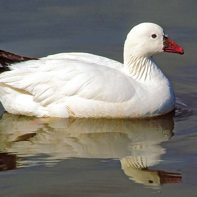 Ross's goose