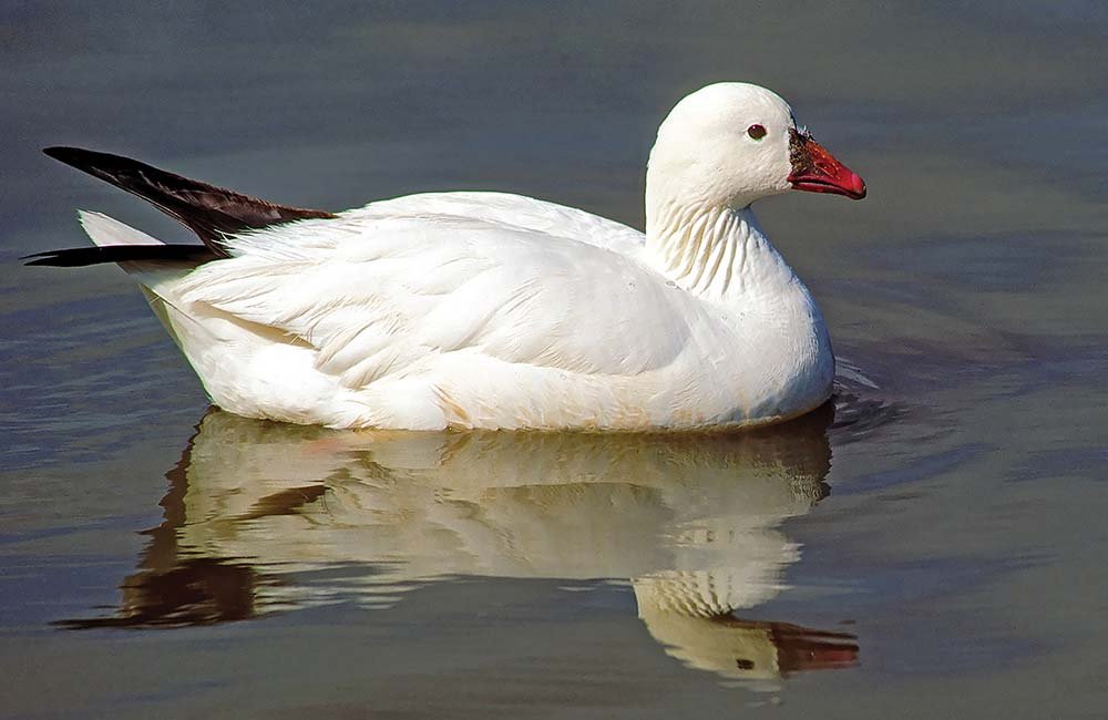 Ross's goose