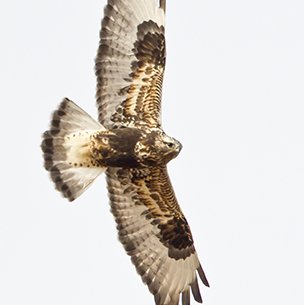 rough legged hawk flying in the skies at the Panhandle Northwest Corner