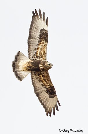 rough legged hawk flying in the skies at the Panhandle Northwest Corner