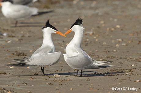 royal terns on the shore with beaks touching in the Southeast Corner