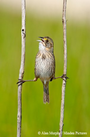 rumpled seaside sparrow brown and white  bracing it's self between two branches with a foot on each branch