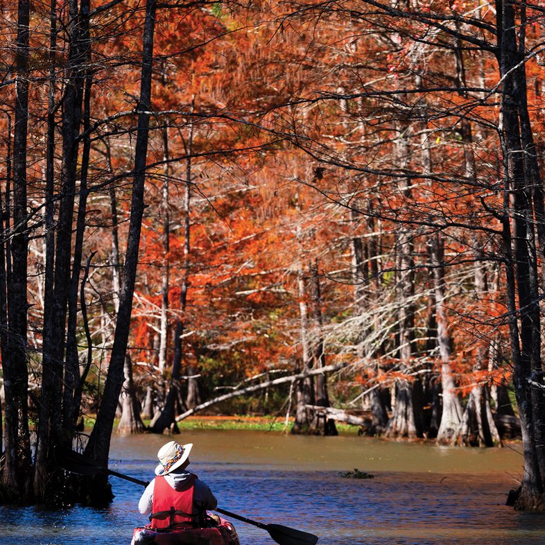 russet-red cypress needles on the trees at the Sandy Creek Paddling Trail