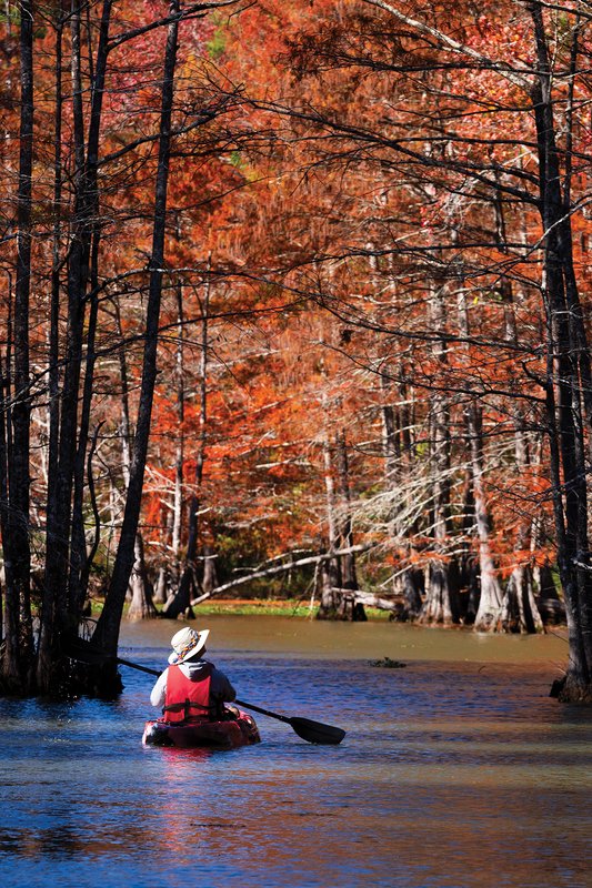 russet-red cypress needles on the trees at the Sandy Creek Paddling Trail