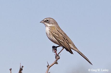 sage brush sparrow perched on branches at Kermit Corner