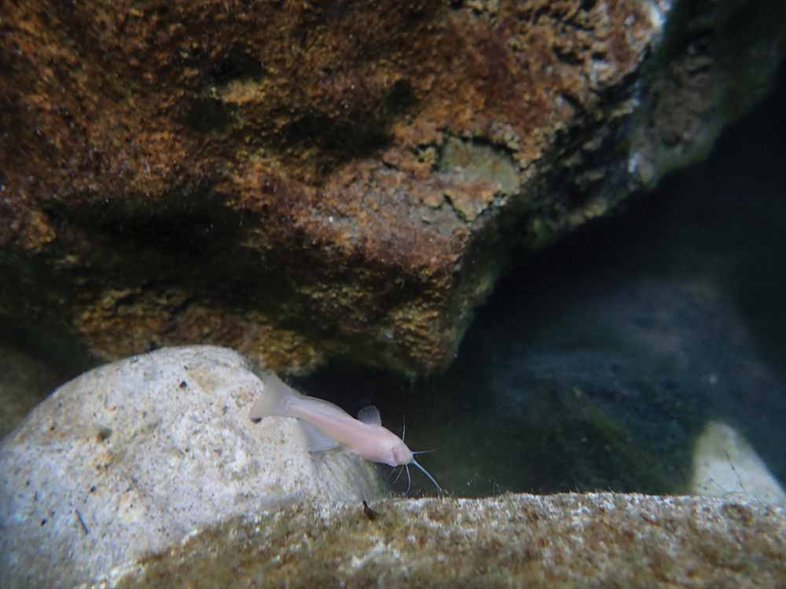 salamanders-reef