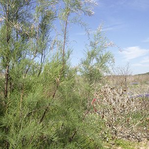 saltcedar