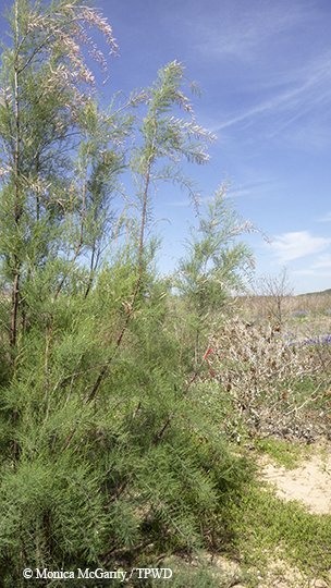 saltcedar
