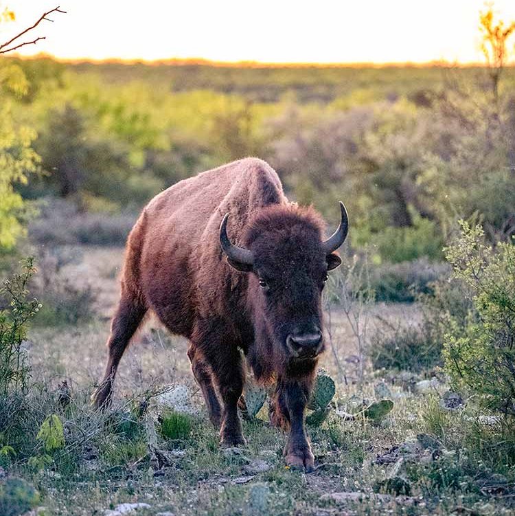 san-angelo-bison-selfie