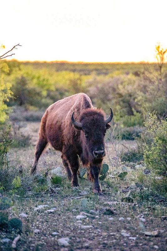 san-angelo-bison-selfie