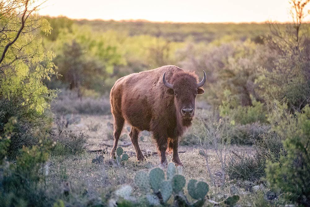 san-angelo-bison
