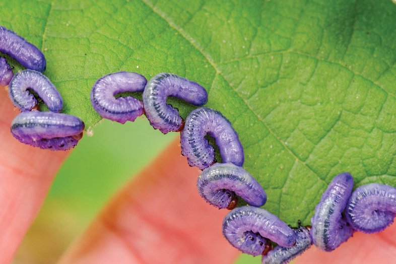 Purple sawfly larvae on a green leaf