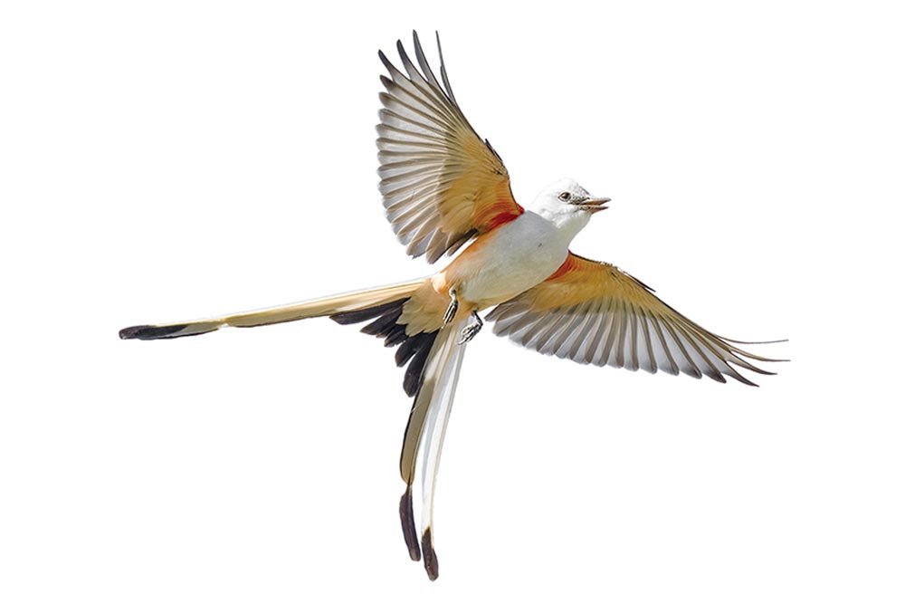A scissor-tailed flycatcher in flight