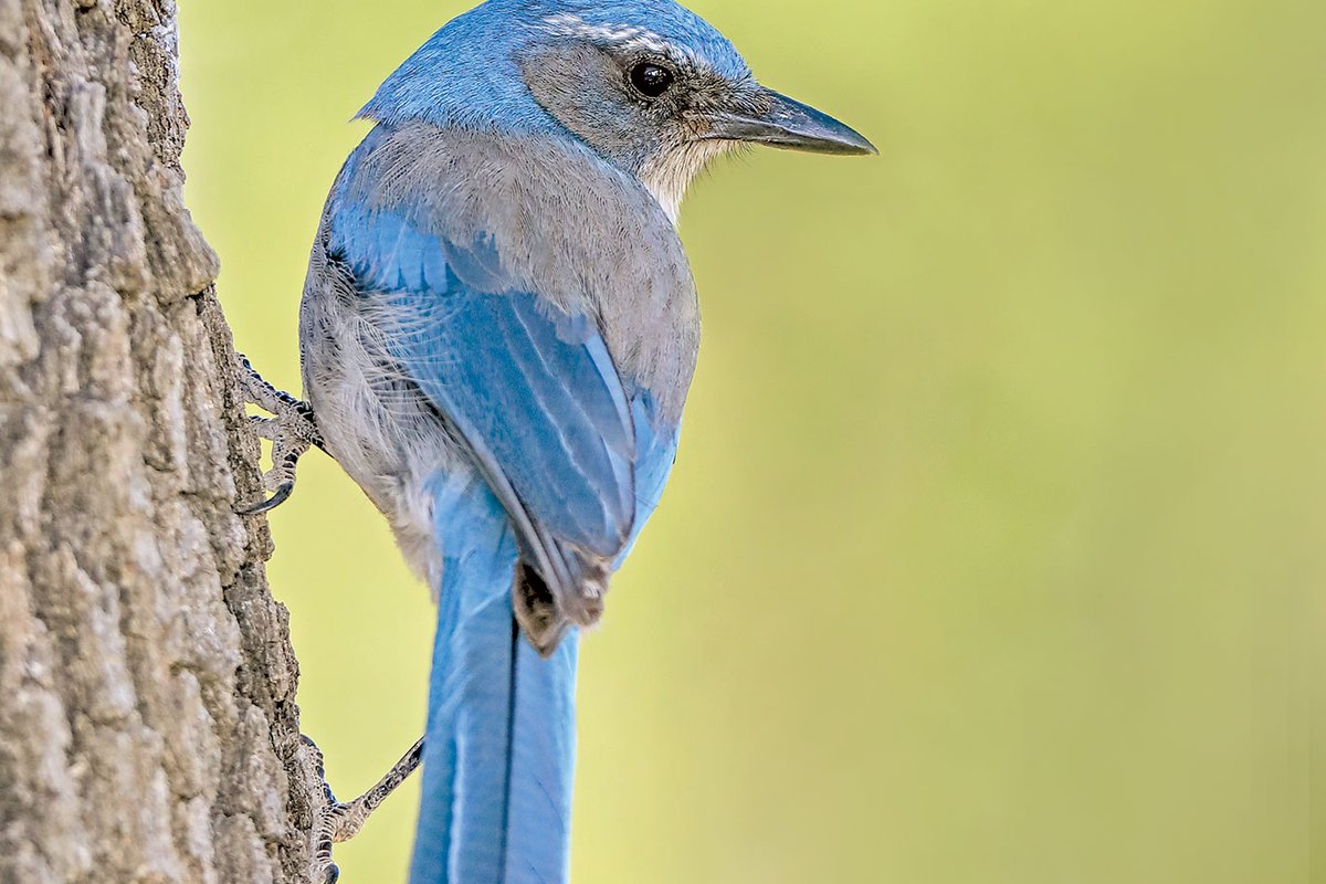 blue scrub jay perched on a tree