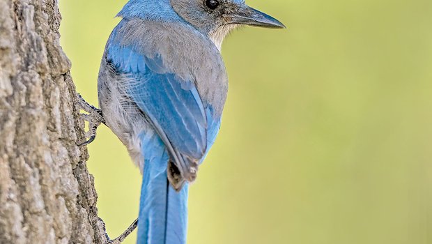 blue scrub jay perched on a tree