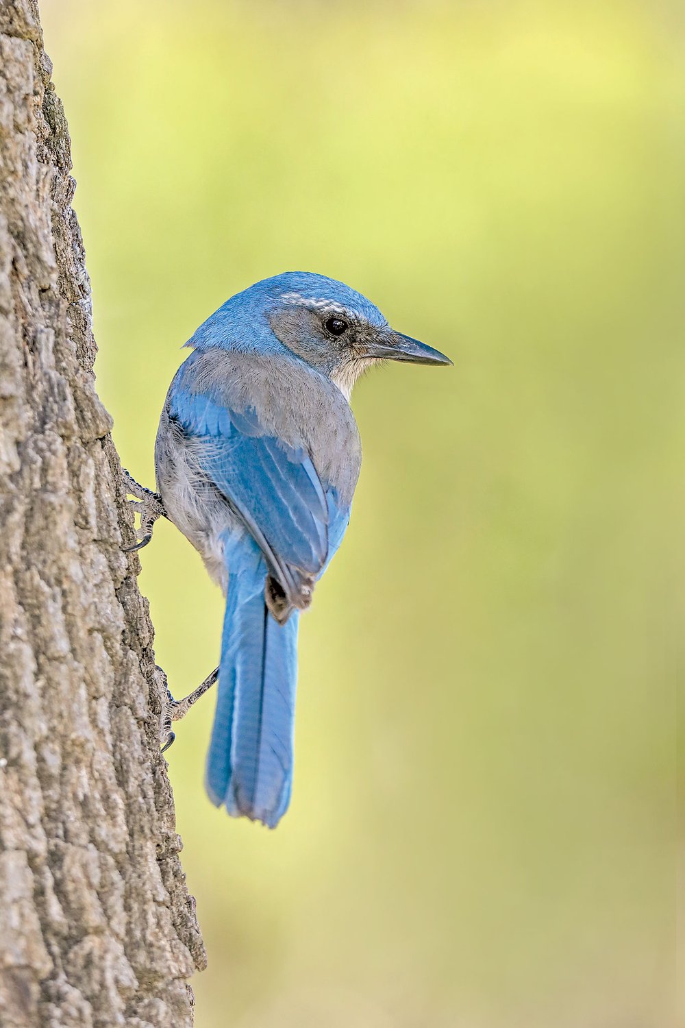 blue scrub jay perched on a tree