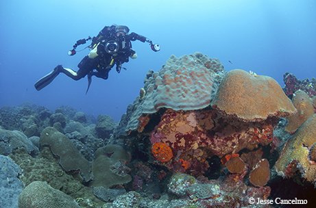 A scuba diver inspects a reef