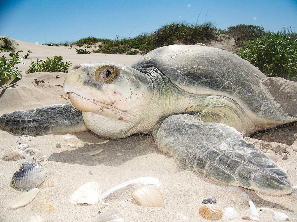 Close up photo of an adult sea turtle
