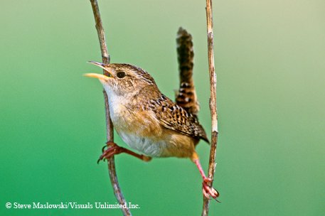 sedge wren bracing itself on a swaying sedge stems