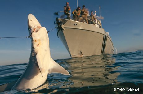 shark hooked