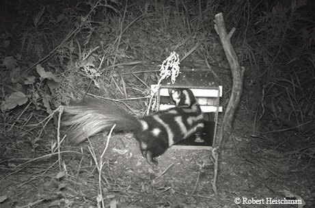 spotted skunk seen at night on the skunk-cam