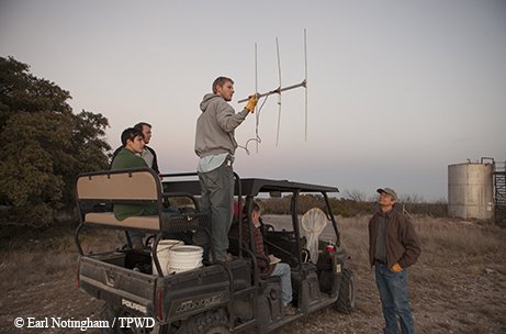 Angelo State students track radio-collared skunks on a skunk hunt