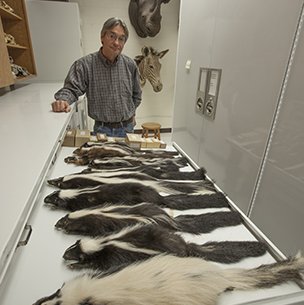 open drawer of skunk skins in a lab with a man at the end of the drawer