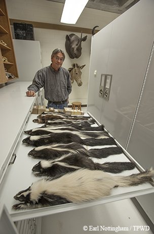 open drawer of skunk skins in a lab with a man at the end of the drawer
