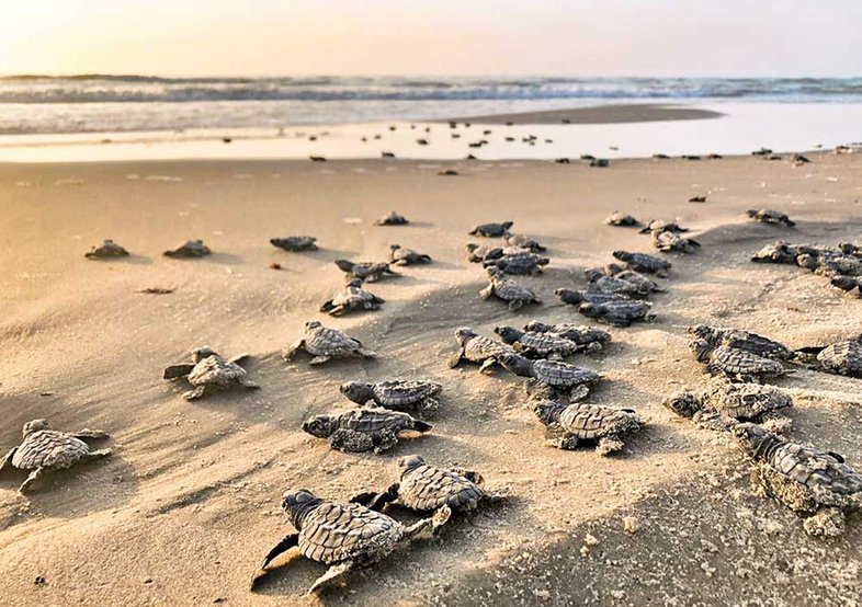 dozens of small sea turtles make their way across the sand towards the waters of the Gulf of Mexico
