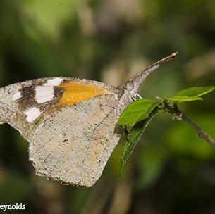 snout butterfly on a branch in Texas.