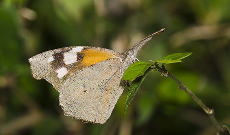 snout butterfly on a branch in Texas.
