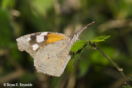 snout butterfly on a branch in Texas.