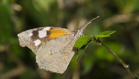 snout butterfly on a branch in Texas.