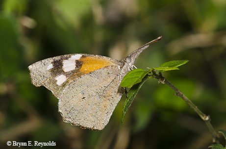 snout butterfly on a branch in Texas.
