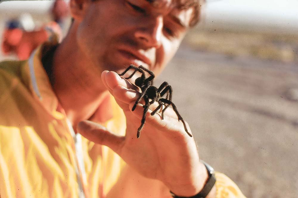 tarantula