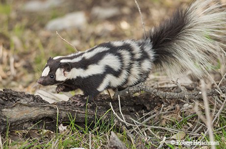 spotted skunk climbing on a tree root