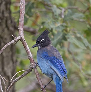 stellar jay on branches in the El Paso Corner