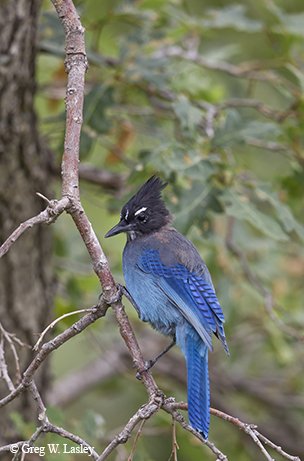 stellar jay on branches in the El Paso Corner